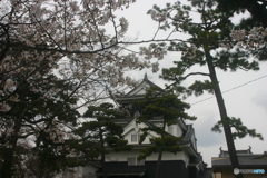 岡崎城の桜