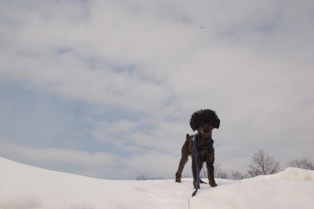 雪解けまでもう少し