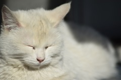 日向ぼっこ