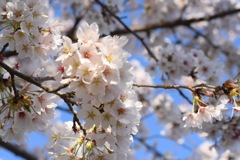 桜