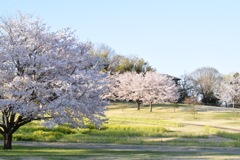 桜咲く