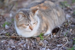 猫