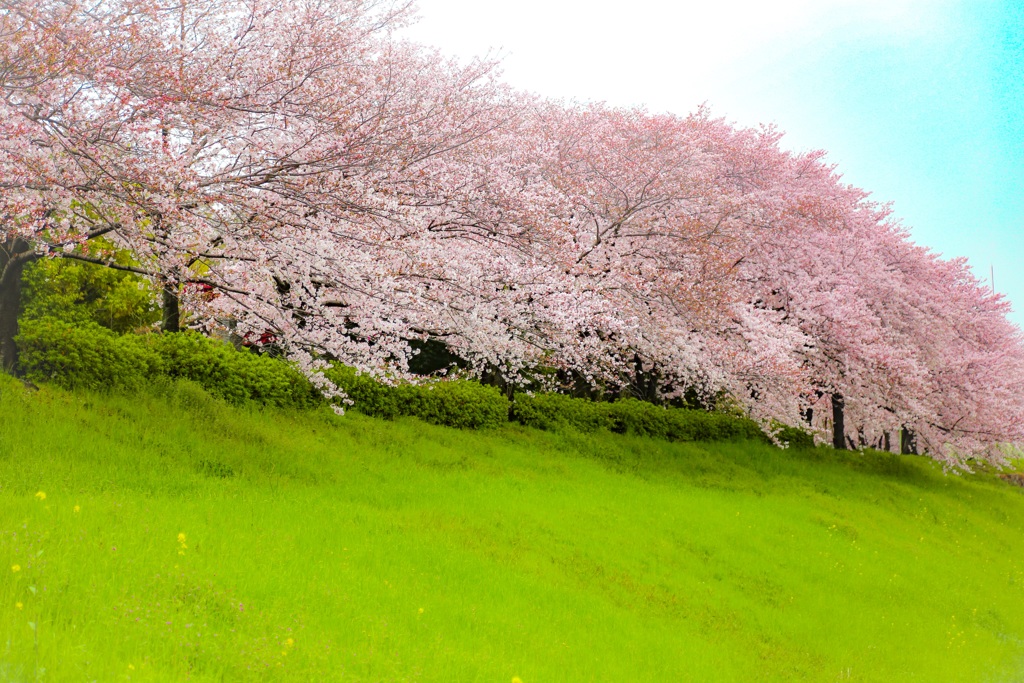 桜並木