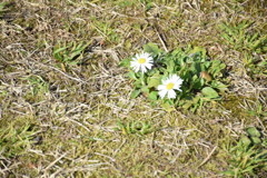 白野江公園にて