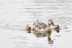 野鳥を撮影してみました