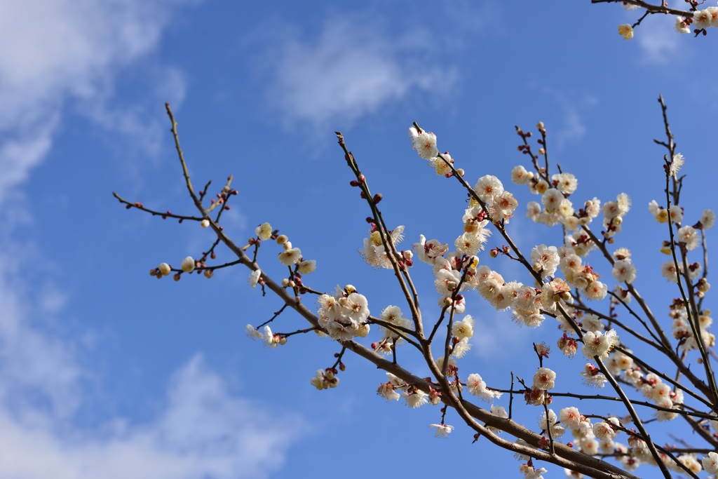 梅開花