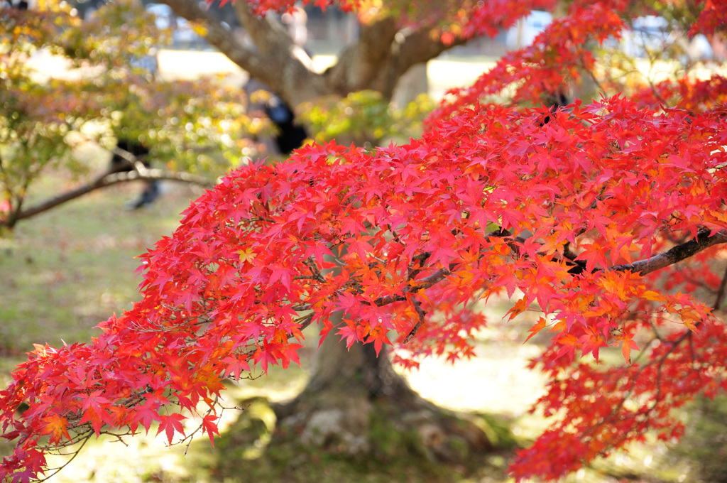 紅葉