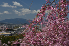 大神神社桜