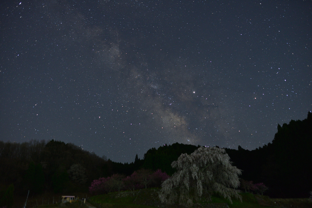 天の川と又兵衛桜