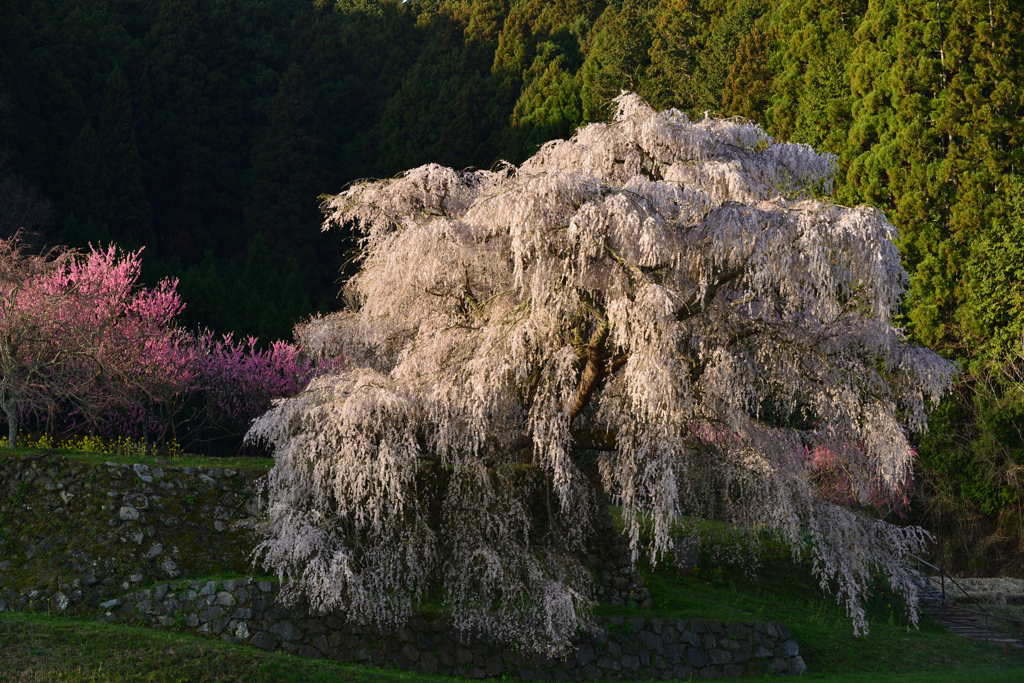 又兵衛桜２