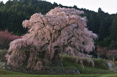 又兵衛桜