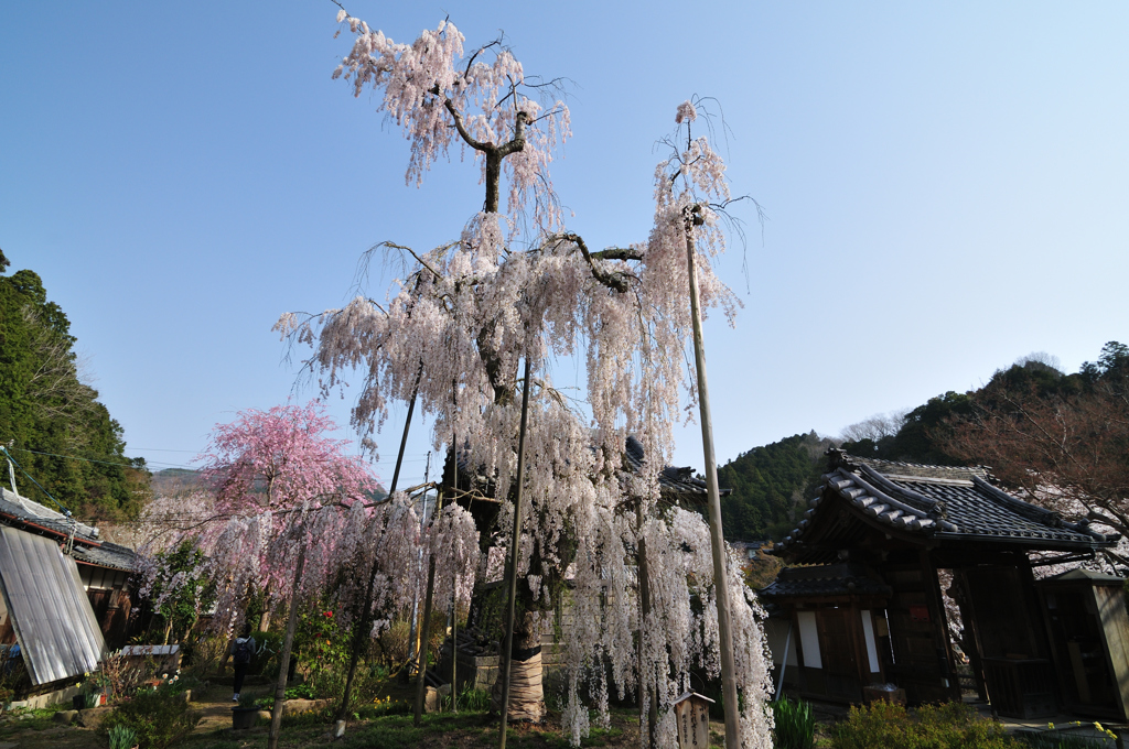 大野寺枝垂桜
