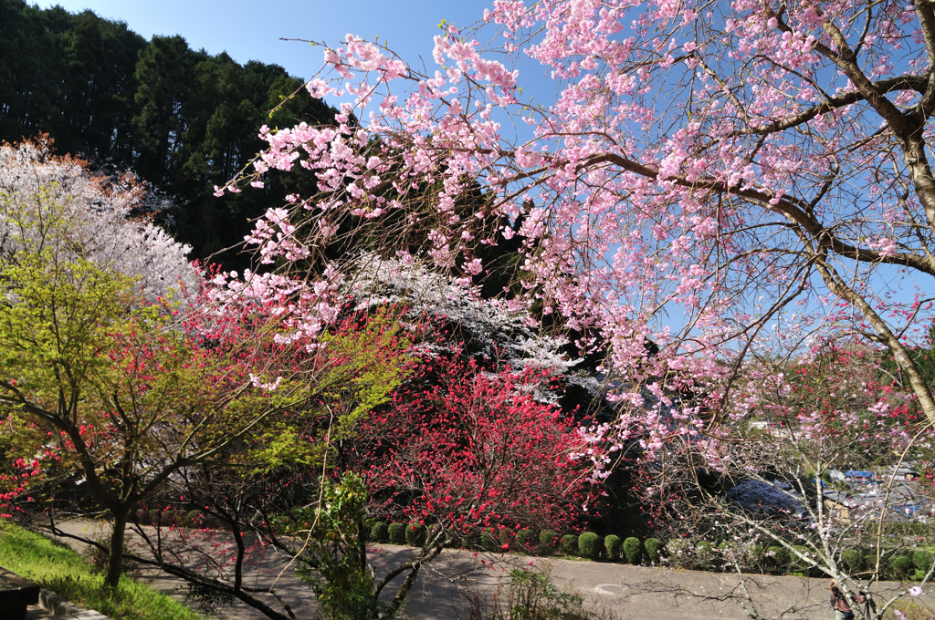 桜　色とりどり