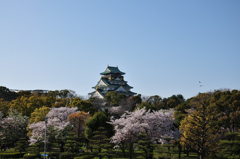 大阪城と桜２