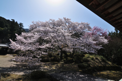 お寺の桜