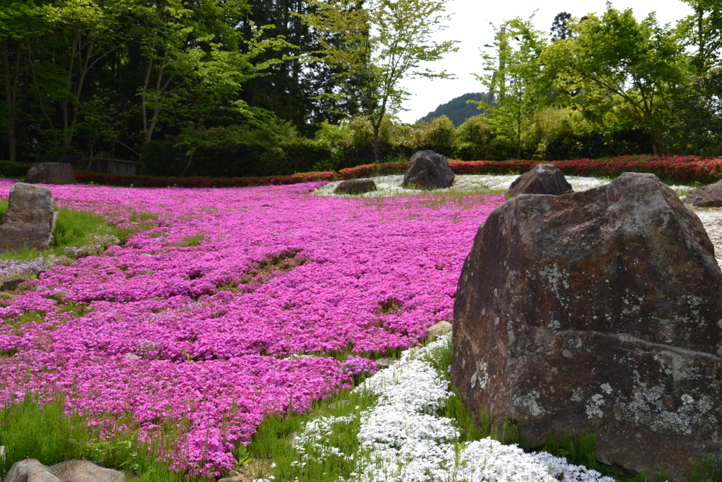 芝桜