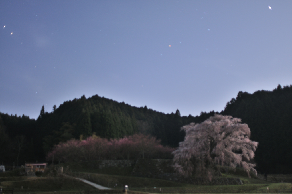 夜の又兵衛桜
