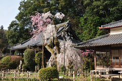 大野寺枝垂桜２