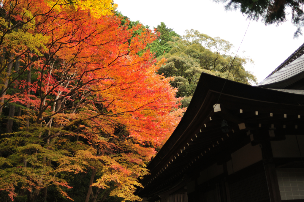 紅葉とお寺