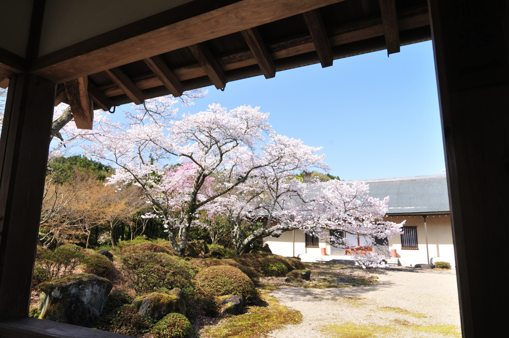 お寺の桜２