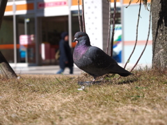 鳩