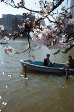 二人と桜