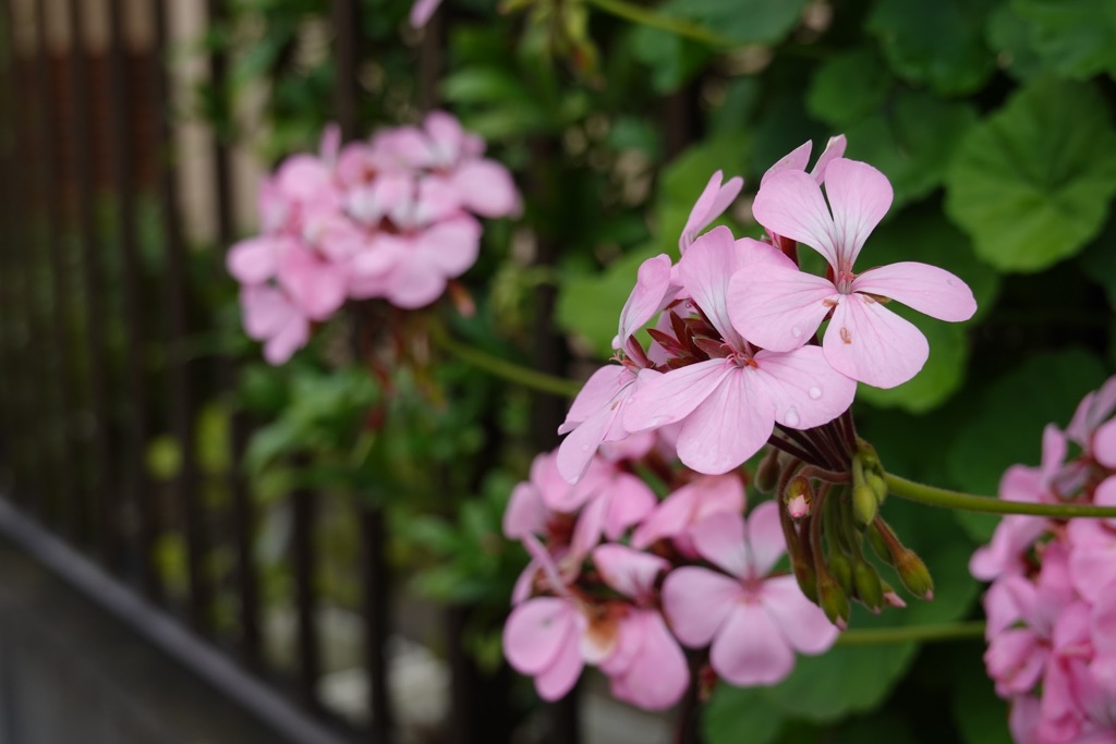 植込みの花