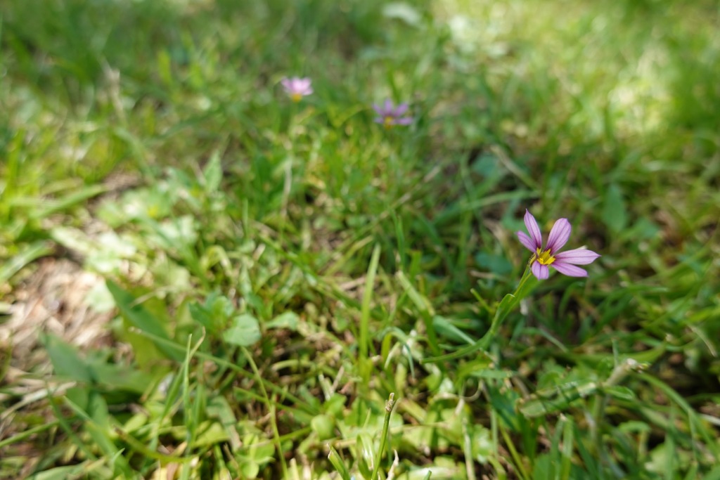 公園の花