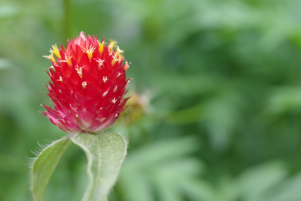 庭の花　マクロ