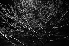 雪の夜　モノクロ