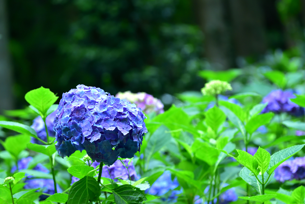 紫陽花