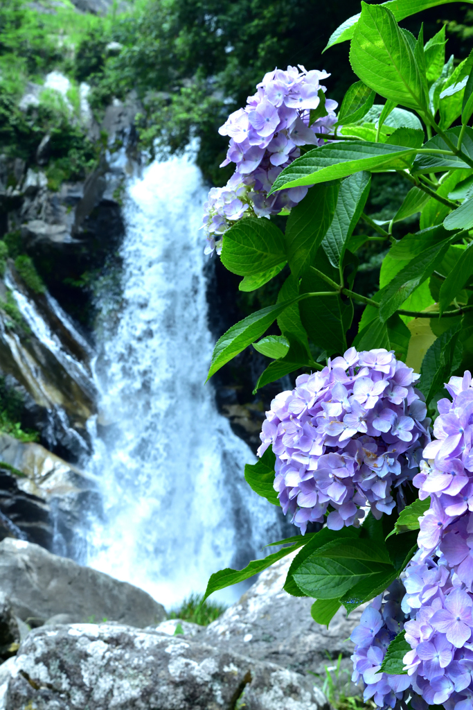 紫陽花と滝
