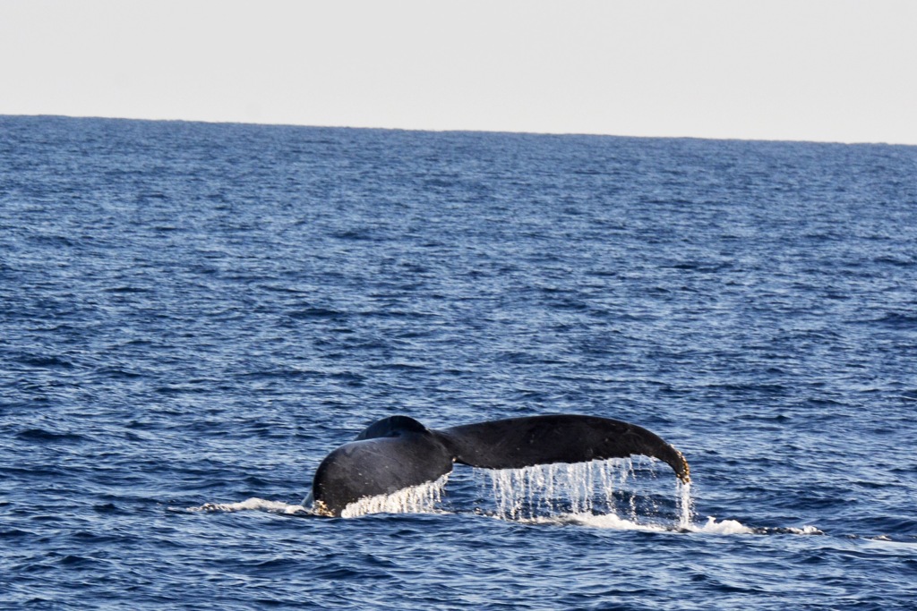 沖縄クジラ