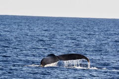 沖縄クジラ