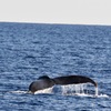 沖縄クジラ