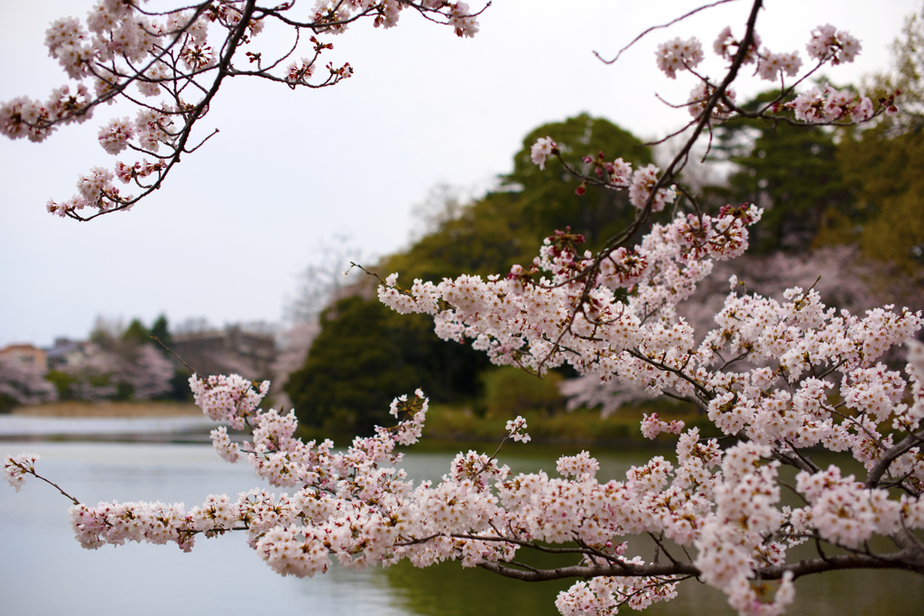 桜
