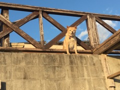 沖縄民家