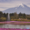 富士芝桜まつり