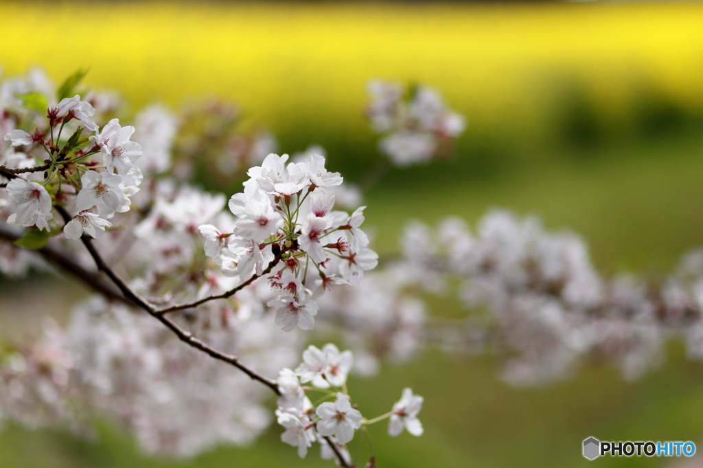 桜と菜の花