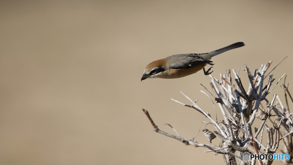 地味なモズの飛出し