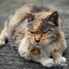 老猫