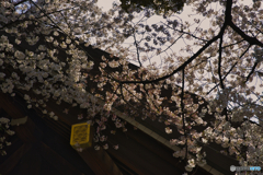 靖国の桜