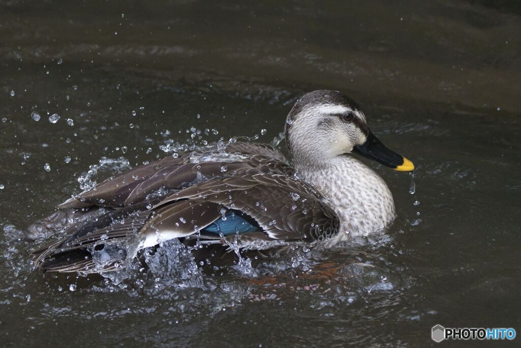 公園のカモをカッコよく撮る