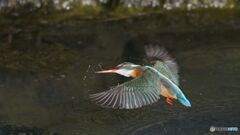 露払いの首振り