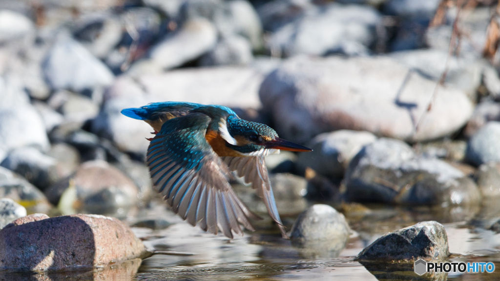 近すぎカワセミ