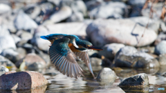 近すぎカワセミ