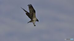 ミサゴのホバリング