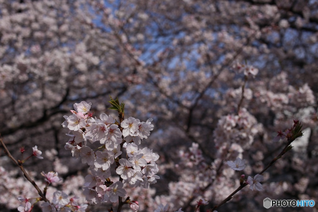 目黒川の桜