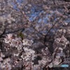 目黒川の桜