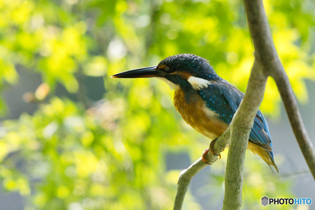 いつものカワセミ